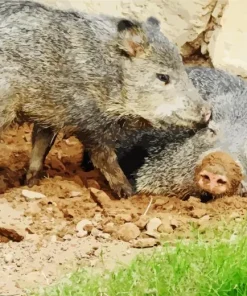 Peccaries Animal Diamond Painting