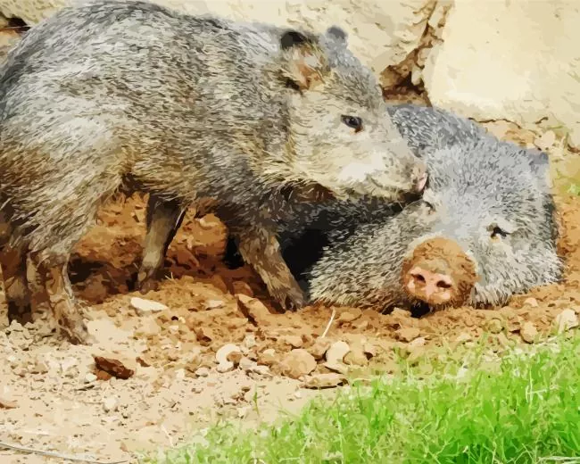Peccaries animal Diamond By Numbers Peccaries Animal Diamond Painting
