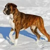 Brown Boxer Diamond Painting