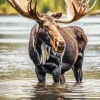 Bull Moose In Water Diamond Painting