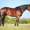Friesian Mustang Cross Diamond Painting