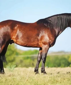 Friesian Mustang Cross Diamond Painting