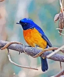 Fujian Niltava Bird Diamond Painting