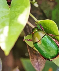 Green June Beetle Diamond Painting