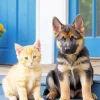 Kitten And German Shepherd Diamond Painting
