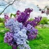 Purple Lilac Tree Diamond Painting