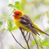 Western Tanager Bird Diamond Painting