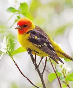 Western Tanager Bird Diamond Painting