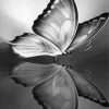 Black And White Butterfly Reflection Diamond Painting