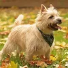 Blonde Cairn Terrier Dog Diamond Painting