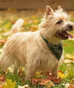 Blonde Cairn Terrier Dog Diamond Painting