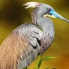 Tricolored Heron Diamond Painting