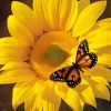 Butterfly On Sunflower Diamond Painting