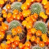 Cactus With Orange Flowers Diamond Painting