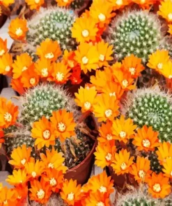 Cactus With Orange Flowers Diamond Painting