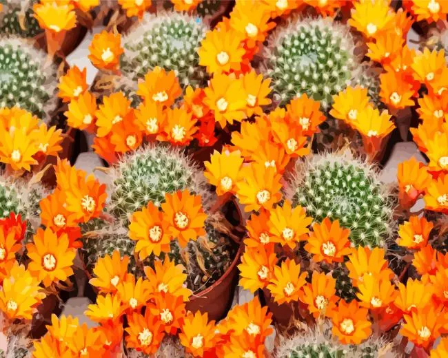 cactus with orange flowers Diamond By Numbers Cactus With Orange Flowers Diamond Painting