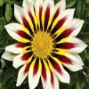 Gazania Big Kiss White Flame Diamond Painting