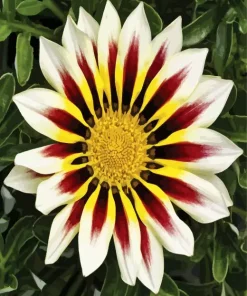 Gazania Big Kiss White Flame Diamond Painting
