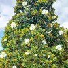 Magnolia Tree Diamond Painting
