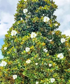 Magnolia Tree Diamond Painting