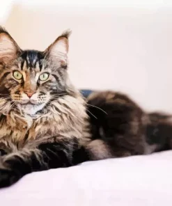 Maine Coon Cat Diamond Painting