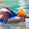 Mandarin Duck Diamond Painting
