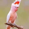 Pink Cockatoo Bird Diamond Painting