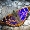 Purple Emperor Butterfly Diamond Painting