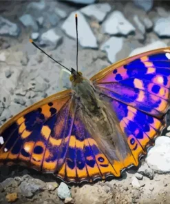 Purple Emperor Butterfly Diamond Painting