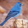 Blue Canary Finch Bird Diamond Painting
