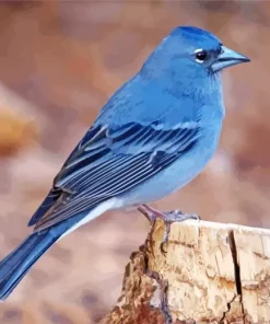 Blue Canary Finch Bird Diamond Painting