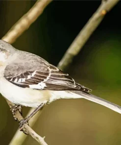 Mockingbird Diamond Painting