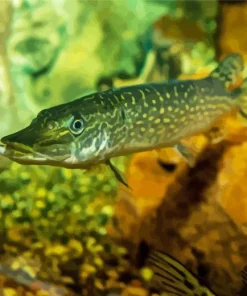 Northern Pike Fish Diamond Painting