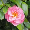 Pink Camellia Flowers Diamond Painting