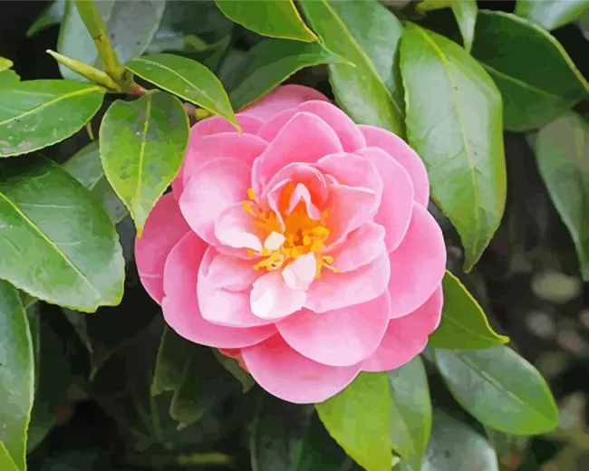 Pink Camellia Flower Diamond Paintings Pink Camellia Flowers Diamond Painting