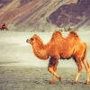 The Bactrian Camel Diamond Painting