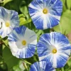 Blue Morning Glories Diamond Painting