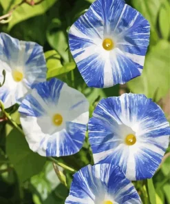 Blue Morning Glories Diamond Painting
