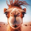 Camel Face Diamond Painting
