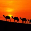 Camels At Sunset Diamond Painting