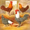 Campine Chicken Birds Diamond Painting