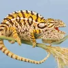 Carpet Chameleon Diamond Painting