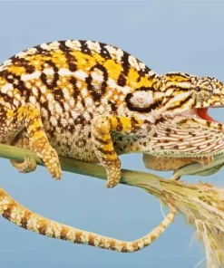 Carpet Chameleon Diamond Painting