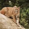 Cougar Mountain Lion Diamond Painting