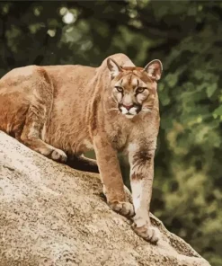 Cougar Mountain Lion Diamond Painting