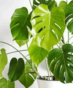 Green Monstera Leaves Diamond Painting