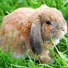 Miniature Lop Bunny Diamond Painting