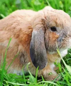 Miniature Lop Bunny Diamond Painting