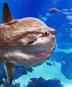 Mola Mola Fish Diamond Painting