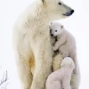 Mom And Baby Polar Bear Diamond Painting